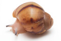 Archachatina marginata ovum typ 1 leucistic juvenil